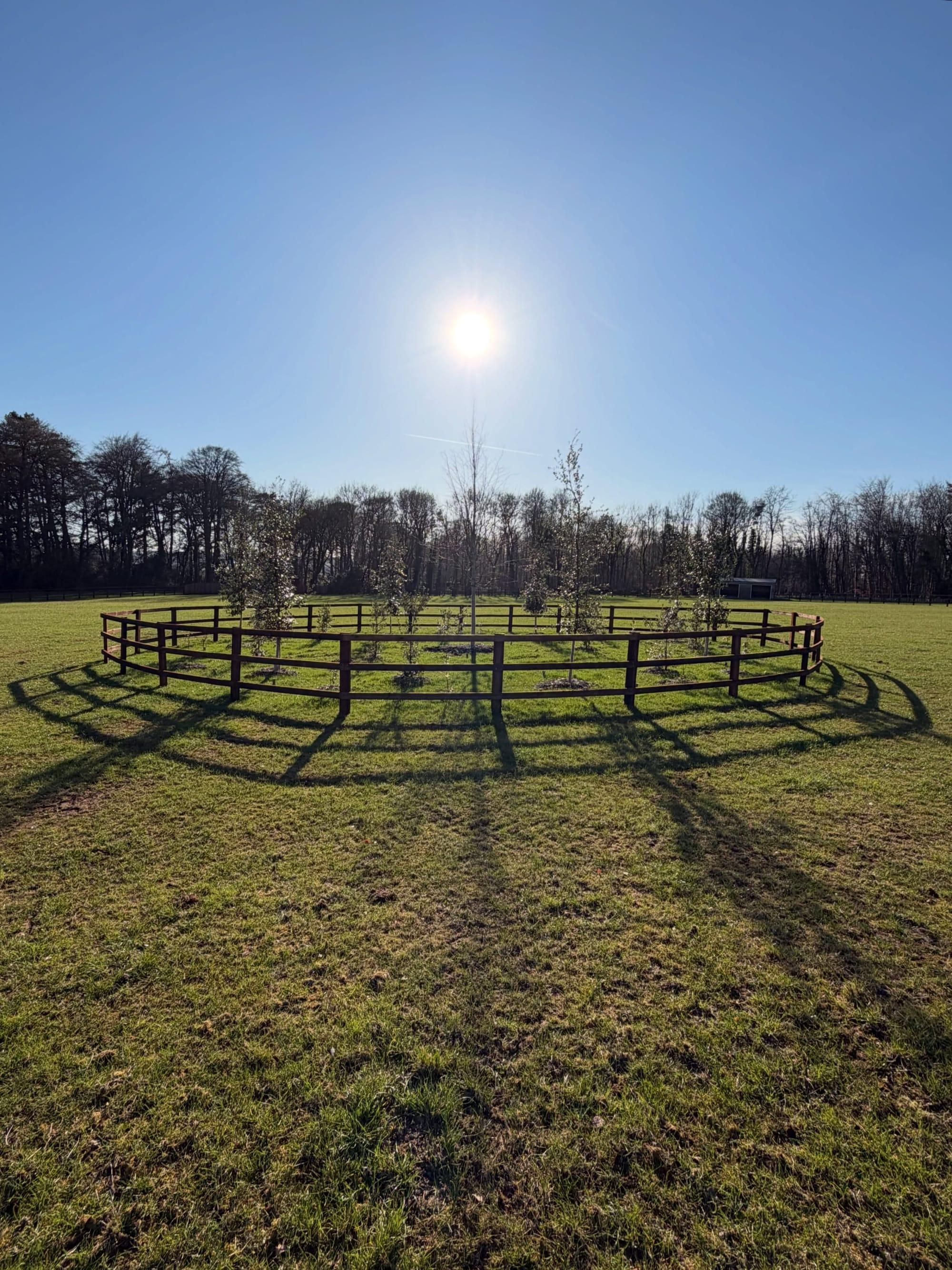 Circular post-and-rail fence protecting newly planted trees in parkland