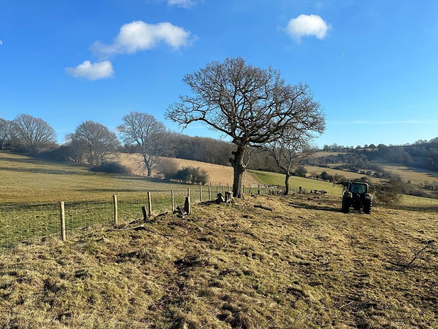 Mature oak standing in a grazing field with machinery working at the field edge