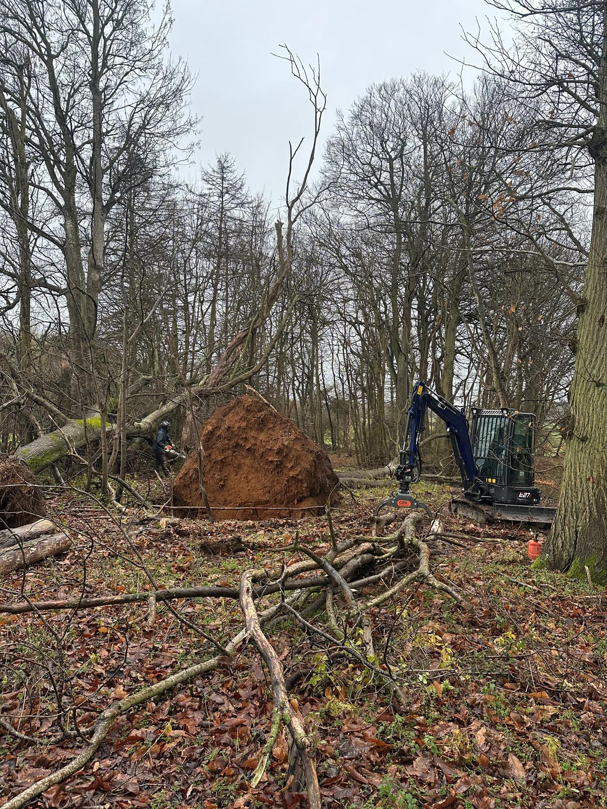 A wind-thrown tree with its root plate lifted clear of the ground and an excavator alongside in winter woodland