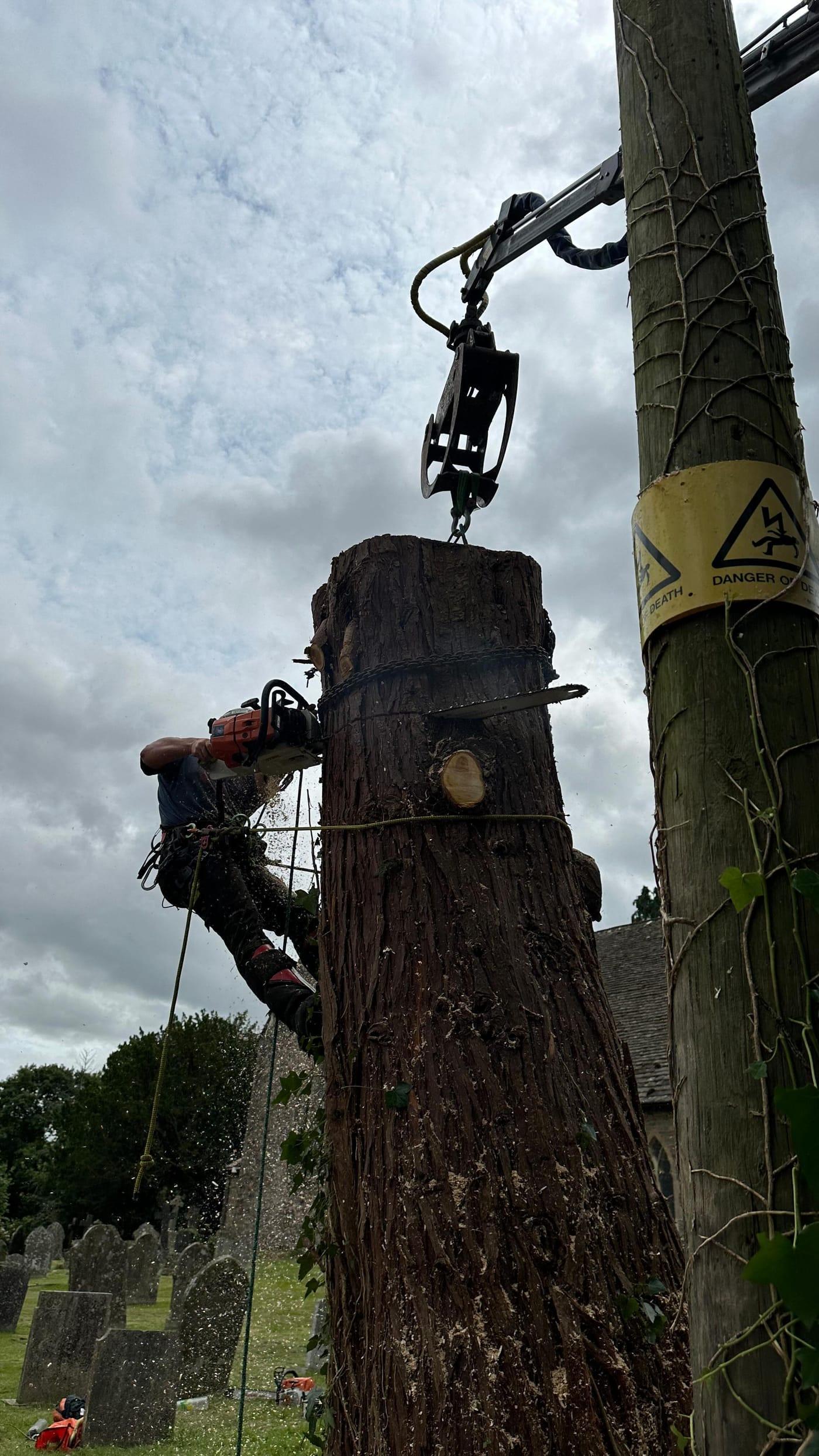 Arborist roped into a large tree part-way through a sectional dismantle