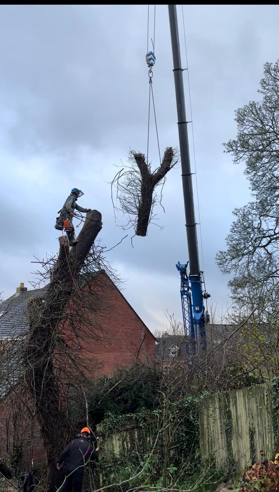 A crane lifting a cut section of trunk clear of a garden while a climber works the remaining stem