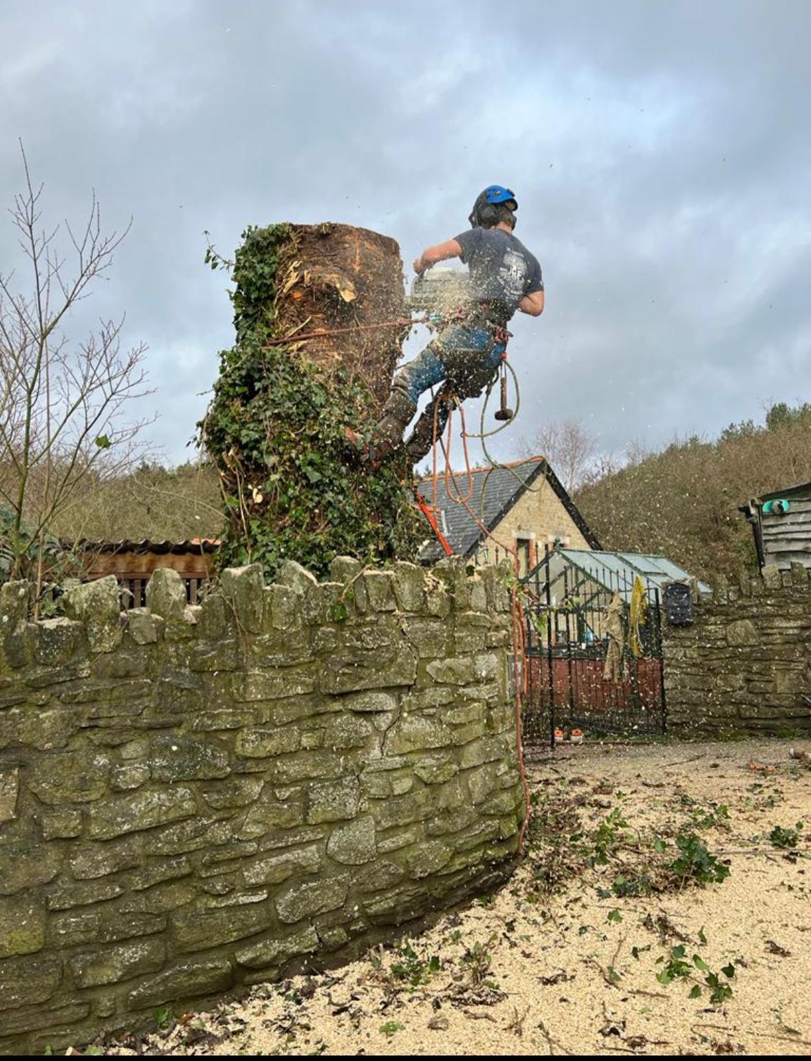 A climber in helmet and ear defenders cutting the top from an ivy-clad stem above a stone wall